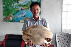 Nhặt được mai rùa 'khủng' nghi có tuổi đời 150 năm