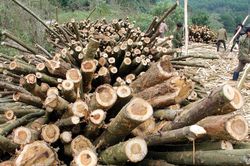 Nghệ An: Xóm có 28 xe tải và 400 lao động trồng và khai thác keo