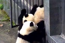 Clip: Đàn gấu trúc rủ nhau 'đào tẩu' khỏi vườn thú