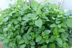 Tác dụng tuyệt vời của rau ngót Nhật