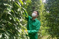 HTX 'sống khỏe' từ sản xuất tiêu hữu cơ