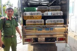 Đồng Tháp: Phát hiện kho chứa 4 tấn mèo đông lạnh không rõ nguồn gốc