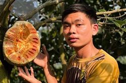 Chàng sinh viên trồng 2ha mít ruột đỏ, thu nhập nửa tỷ đồng/năm