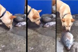 Clip: Chó dùng mũi tát nước để cứu cá