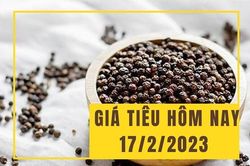 Giá tiêu hôm nay 17/2: Tiếp tục đi lên từ đà tăng trước đó
