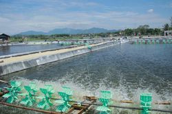 5 doanh nghiệp xuất khẩu tôm lớn nhất sang Nhật Bản năm 2022