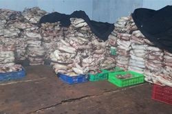Bốn tấn mèo nằm trong đông lạnh chờ... nấu cao