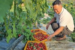 Trồng thứ quả chín đỏ gốc, hái mỏi tay mỗi ngày, nông dân thành tỷ phú