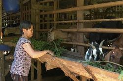 Khấm khá nhờ chăn nuôi dê