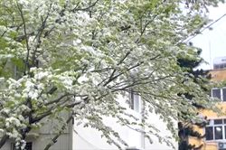 Hoa sưa nở trắng trời Hà Nội