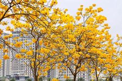 'Ngất ngây' với con đường hoa phong linh nở vàng rực rỡ ở Hà Nội