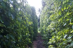 Giá tiêu hôm nay 20/2: Tăng 8.000 đồng/kg trong tháng Giêng, đâu là nguyên nhân?