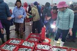 Những hình ảnh độc đáo về chợ cá Nghi Thủy lớn nhất xứ Nghệ