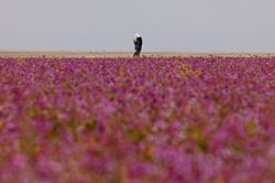 Sa mạc Saudi Arabia nhuộm sắc tím hút khách du lịch