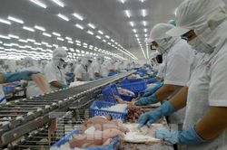 Vì sao cá tra Việt xuất Mỹ đang đà tỷ USD bỗng tuột dốc mạnh?