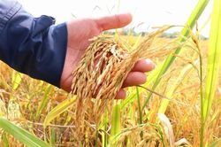 Nông dân Cần Thơ được mùa, trúng giá vụ lúa Đông Xuân 2022-2023