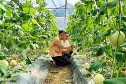 Người dân chưa quen ứng dụng công nghệ, chuyển đổi số nông nghiệp gặp khó
