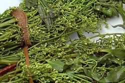 Sầu đâu: Nguồn dược liệu quý