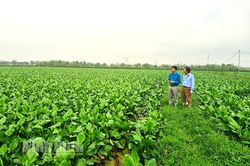 Khánh Thủy được cấp mã vùng trồng cây dược liệu trạch tả