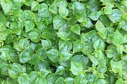 5 loại cây mọc hoang tại Việt Nam, sang nước ngoài trở thành 'thần dược' quý hiếm được săn lùng
