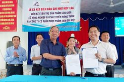 Công ty Cổ phần Thực phẩm sen Đại Việt phát triển 100 ha vùng nguyên liệu sen tại An Giang