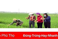 Đẩy mạnh chăm sóc cây trồng vụ Xuân