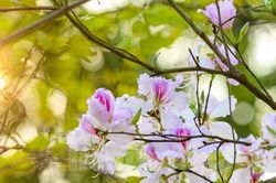 Hoa ban bung nở trên khắp phố phường Hà Nội