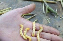 Sự thật về 'xuân dược phòng the' từ côn trùng