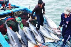 SSI Research nhận định gì về cổ phiếu ngành thủy sản trong năm 2023?