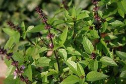 Bài thuốc an thần, chữa mất ngủ từ húng quế