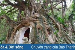 Cây sanh khổng lồ 'ôm' trọn ngôi miếu cổ ở Bồng Sơn