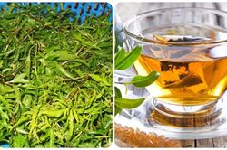 Uống nước lá đinh lăng tươi có tác dụng gì?