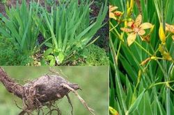 Bài thuốc từ xạ can chữa viêm họng, ho nhiều đờm