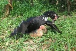 Clip: Cuộc chiến sinh tử giữa ngan với gà mái