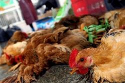 Sau ca tử vong vì cúm H5N1 tại Campuchia, Việt Nam khẩn cấp ứng phó