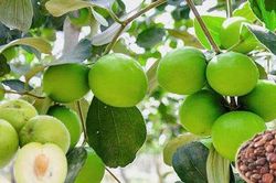 Toan táo nhân trị mất ngủ, suy giảm trí nhớ