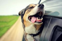 Chủ xe ở Mỹ bị phạt tiền nếu để thú cưng thò đầu ra cửa sổ ôtô