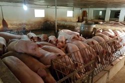 Giá heo hơi ngày 26/2/2023: Biến động 1.000 - 3.000 đồng/kg