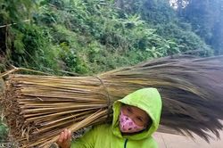 Miền núi Quảng Ngãi phấn khởi vào mùa thu hoạch đót