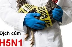TP HCM 'siết' phòng dịch cúm A H5N1 xâm nhập