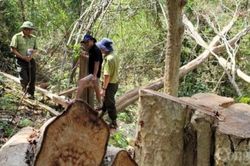 Gia Lai: Cận cảnh hiện trường vụ phá rừng tại huyện Kông Chro