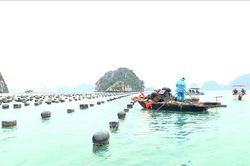 Sắp cưỡng chế tháo dỡ công trình nuôi trồng thủy sản trái phép trên vịnh Hạ Long