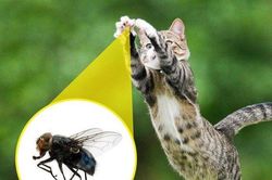Những cách diệt muỗi và côn trùng hiệu quả tại nhà không cần dùng đến 1 giọt hóa chất