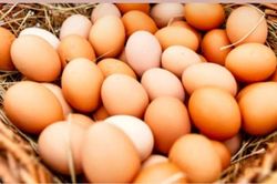 Ăn trứng gia cầm có nguy cơ nhiễm cúm A(H5N1) không?