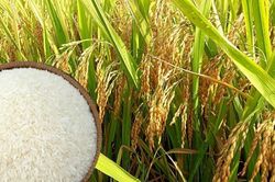 Giá lúa gạo hôm nay 27/2: Thị trường sôi động phiên đầu tuần
