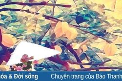 Ai nhặt giùm hoa nhỏ đậu bờ vai