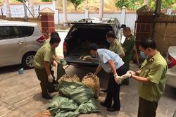 Lo ngại bùng phát dịch cúm H5N1, Bộ NN&PTNT chỉ đạo chặn nhập lậu gia cầm
