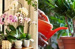 6 mối đe dọa khiến cây cảnh 'đoản thọ', chỉ cần mắc lỗi này là trồng cây gì chết cây đó