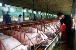 Đồng Nai di dời hơn 3.000 cơ sở chăn nuôi