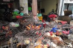 Vô tư mua bán gia cầm '3 không' bất chấp dịch H5N1 đe dọa